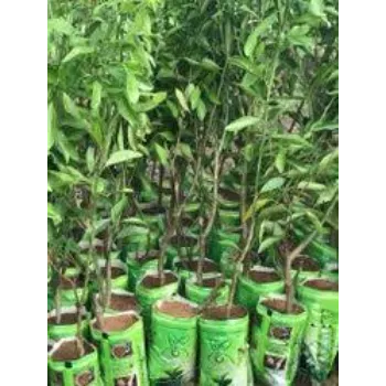 Natural Orange Plant